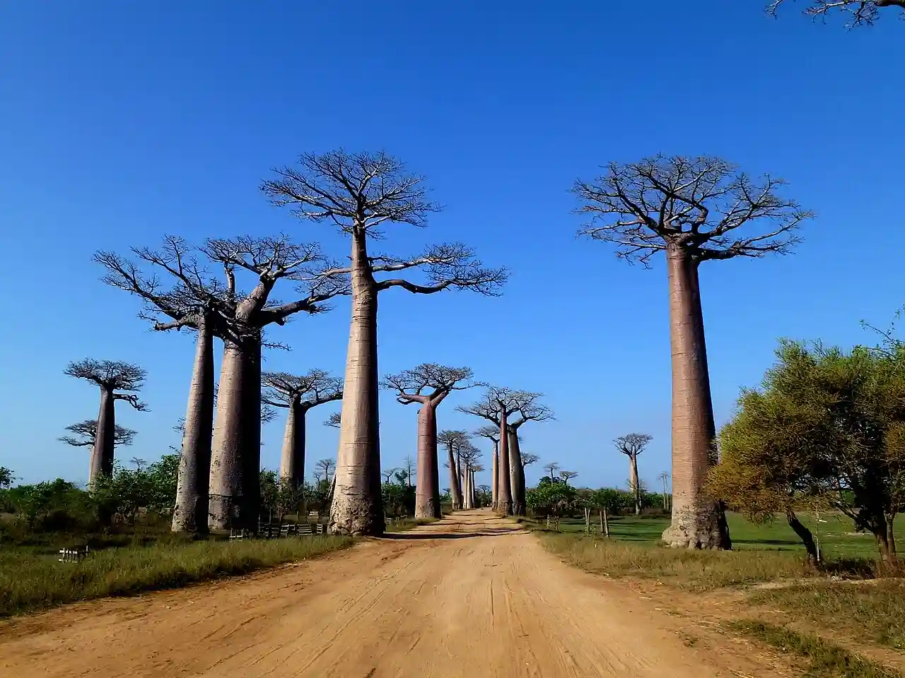 Travel guide to Madagascar featuring the Avenue of the Baobabs at golden hour