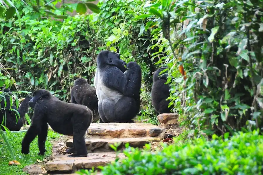 Travel guide to Uganda featuring Bwindi Impenetrable Forest and mountain gorillas