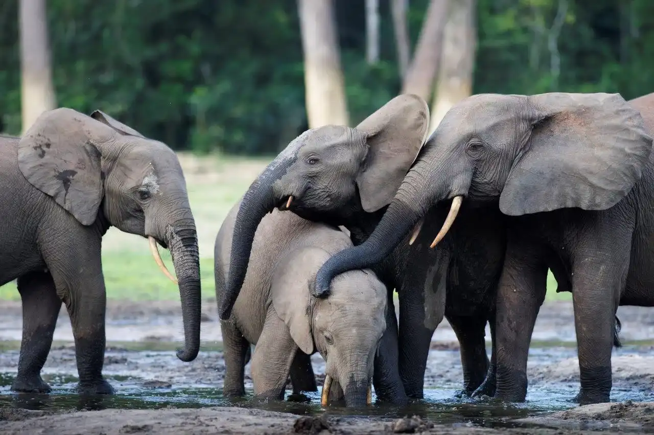 Travel guide to Central African Republic featuring lowland Elephants