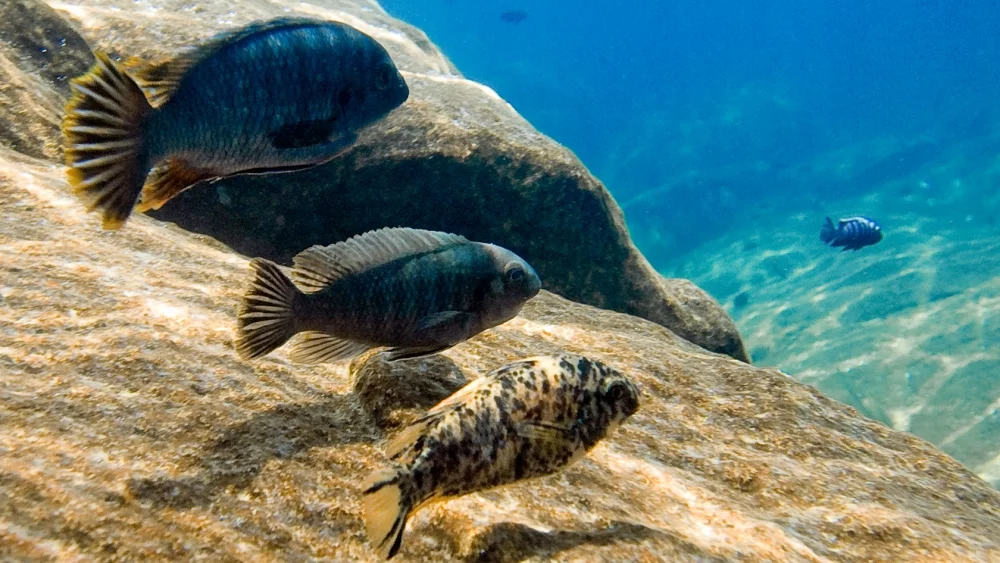 Travel guide to Malawi featuring Lake Malawi shores and tropical African scenery
