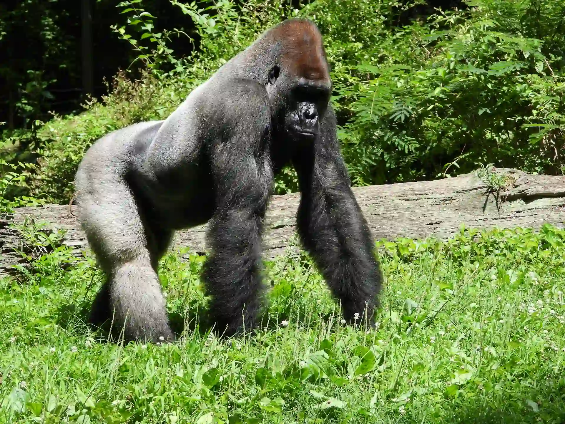 Travel guide to Rwanda featuring mountain gorillas in Volcanoes National Park