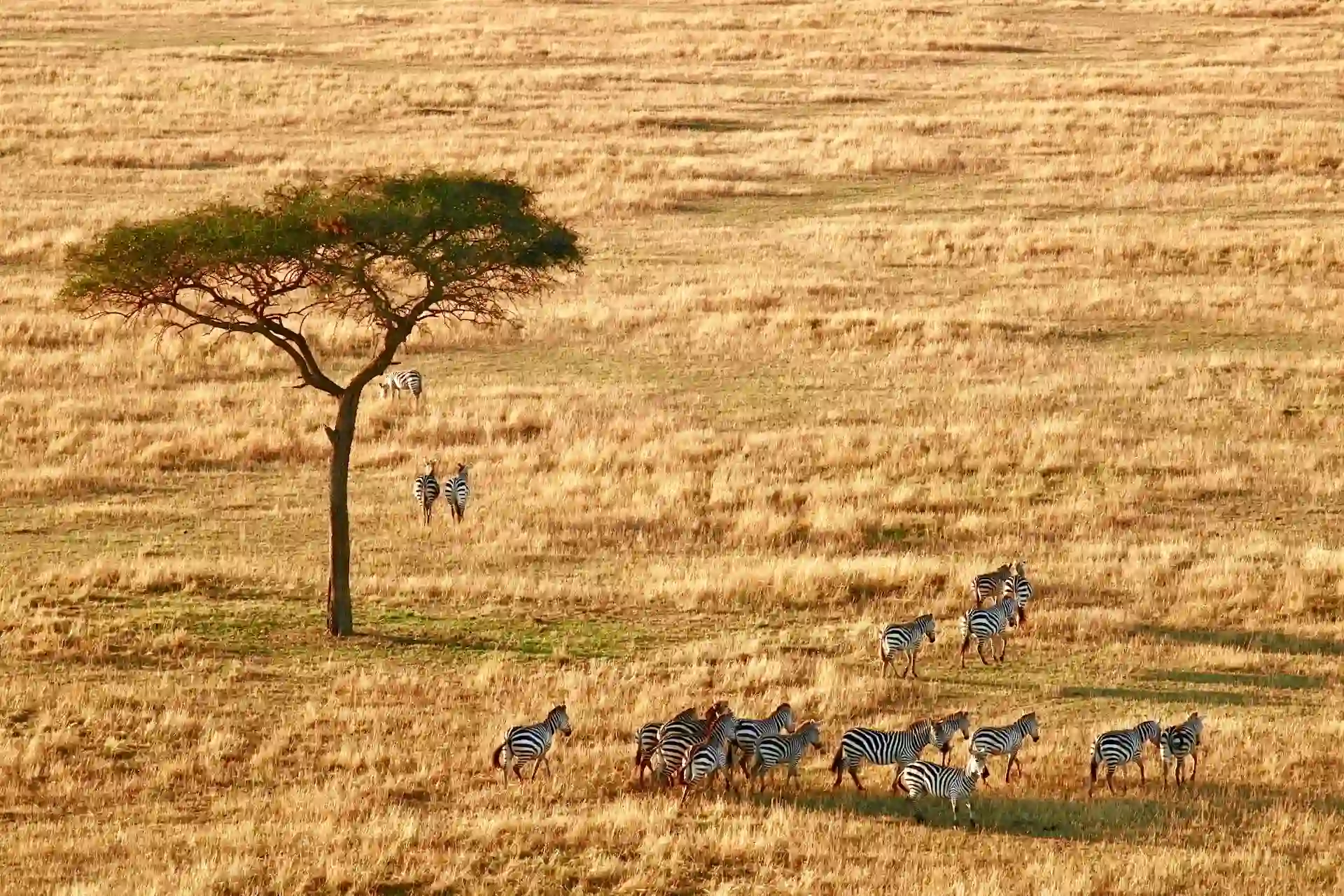 Travel guide to Tanzania featuring the Serengeti plains and wildlife
