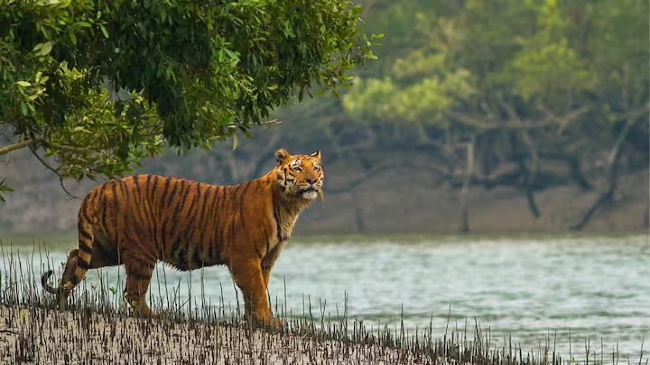 Travel guide to Bangladesh featuring a Royal Bengal Tiger in the Sundarbans mangrove wilderness