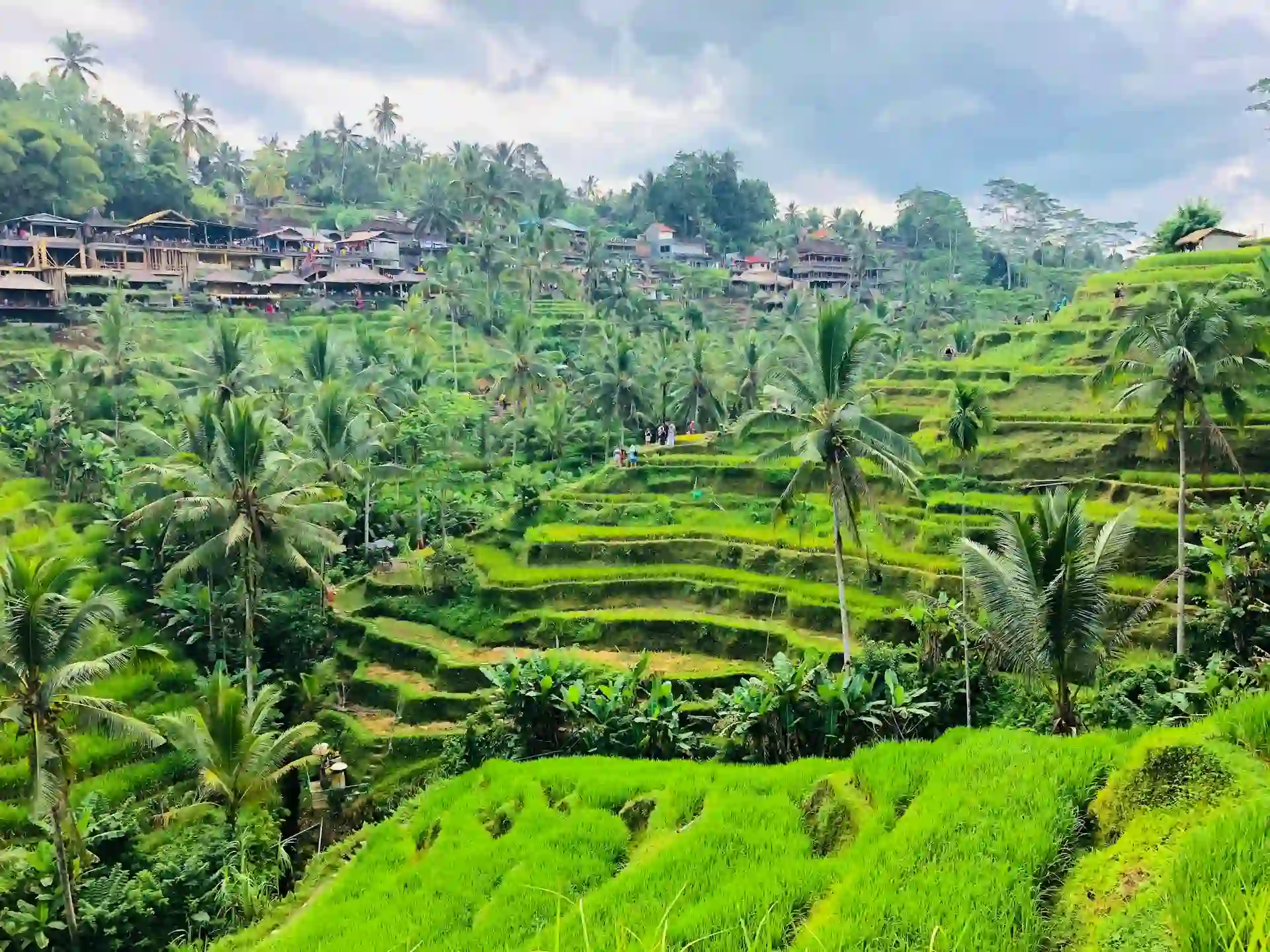 Travel guide to Indonesia featuring Bali's Tegallalang Rice Terraces