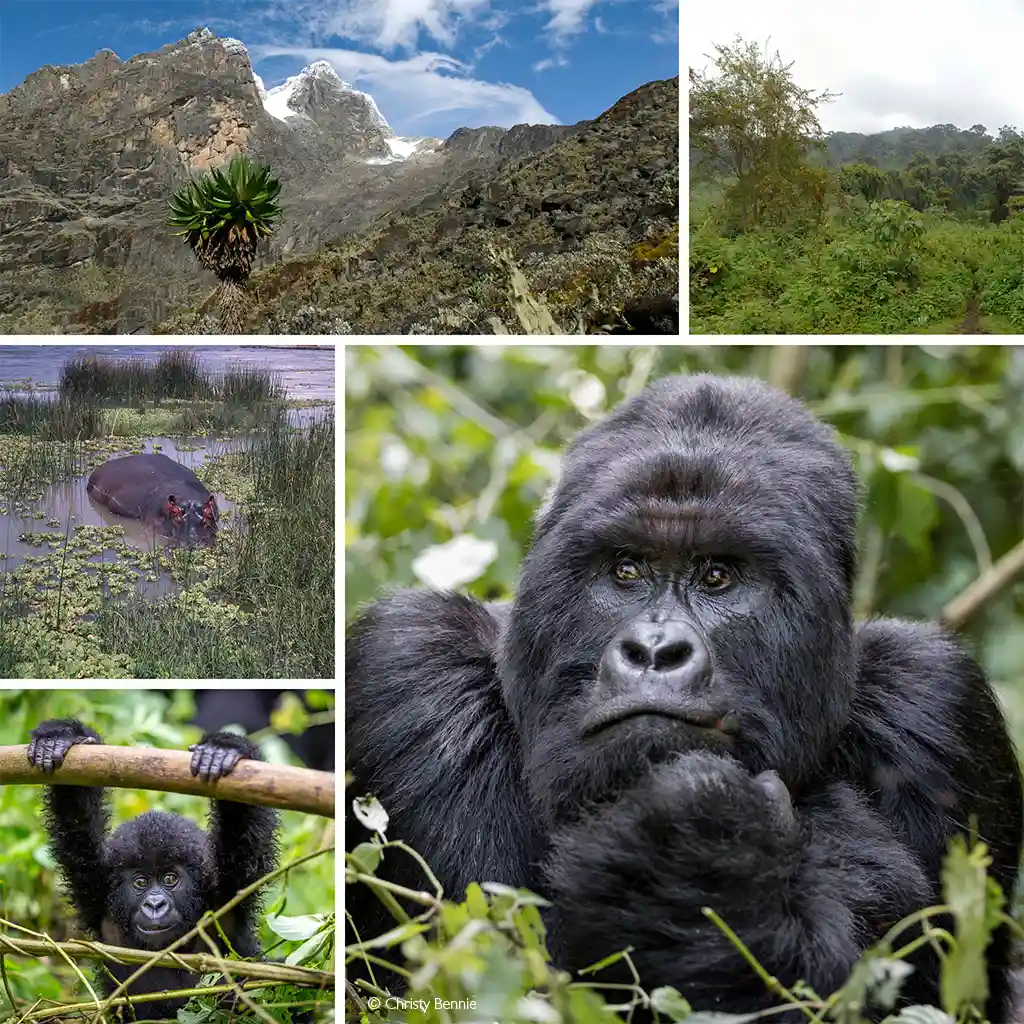 Travel guide to Democratic Republic of the Congo featuring the Virunga Mountains