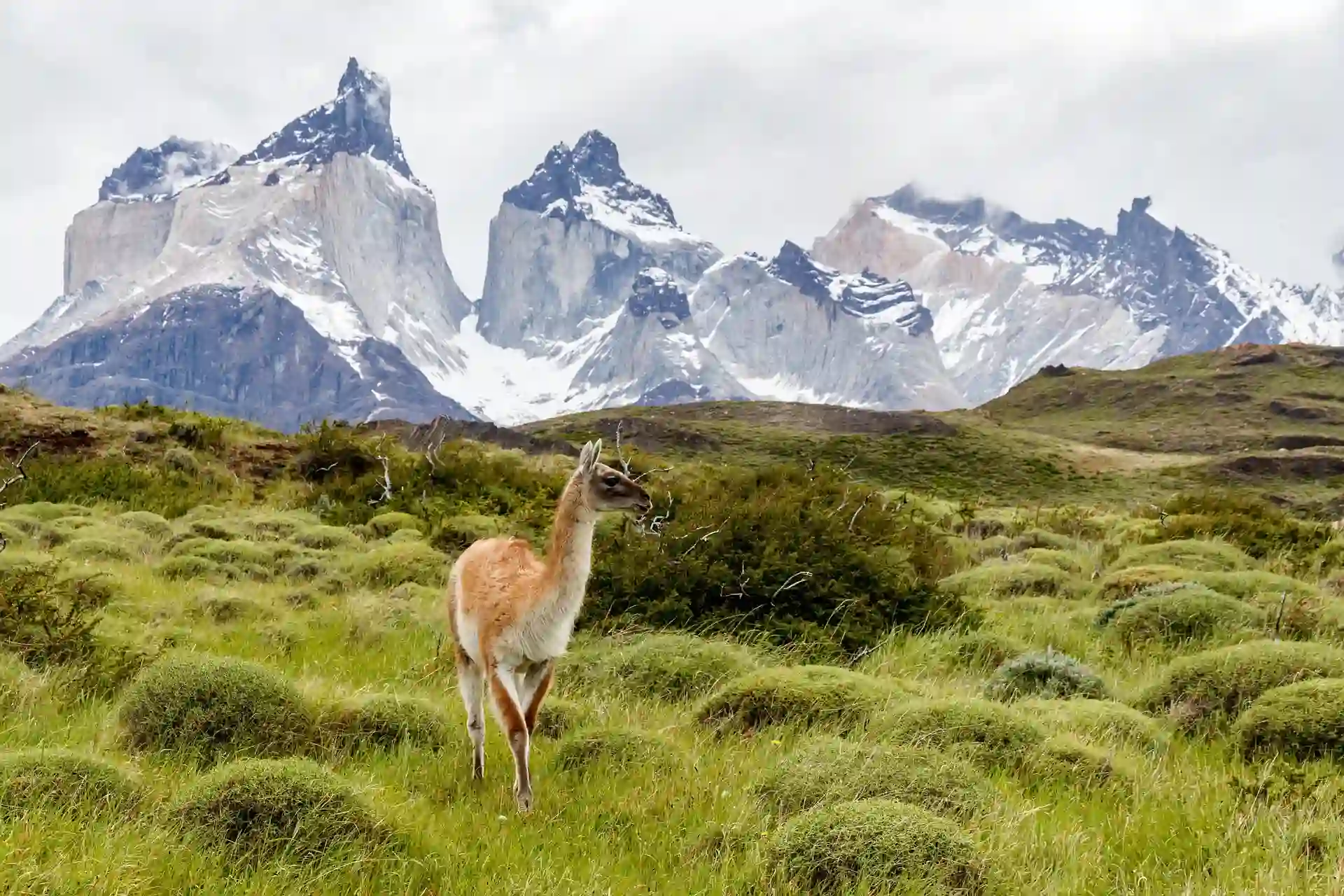 Travel guide to Chile featuring Torres del Paine and Patagonia