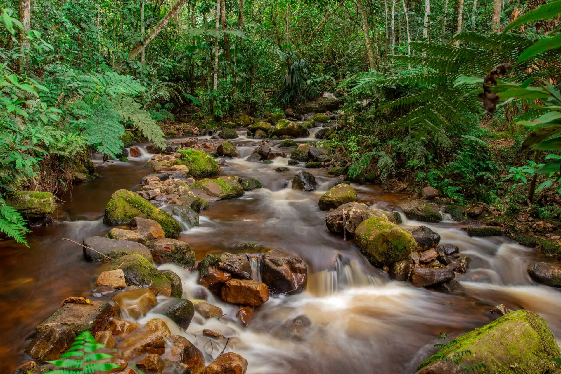 Mysterious deep green Amazonian jungle canopy