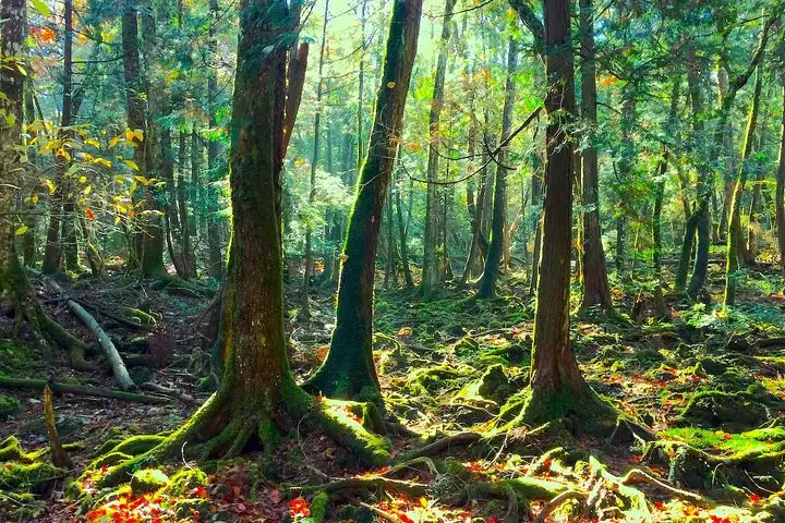Aokigahara Forest Japan