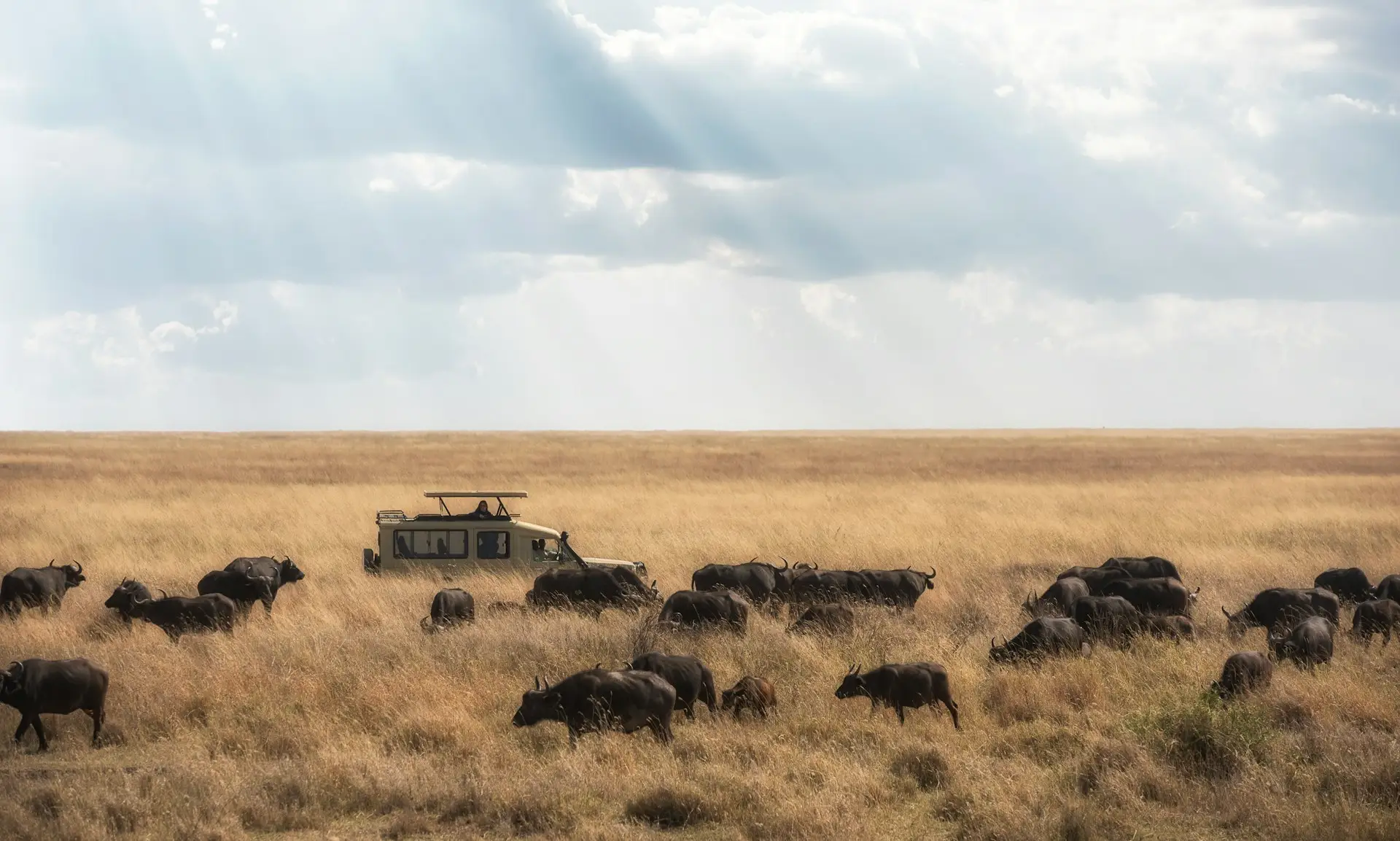 Serengeti Tanzania wildlife wildebeest