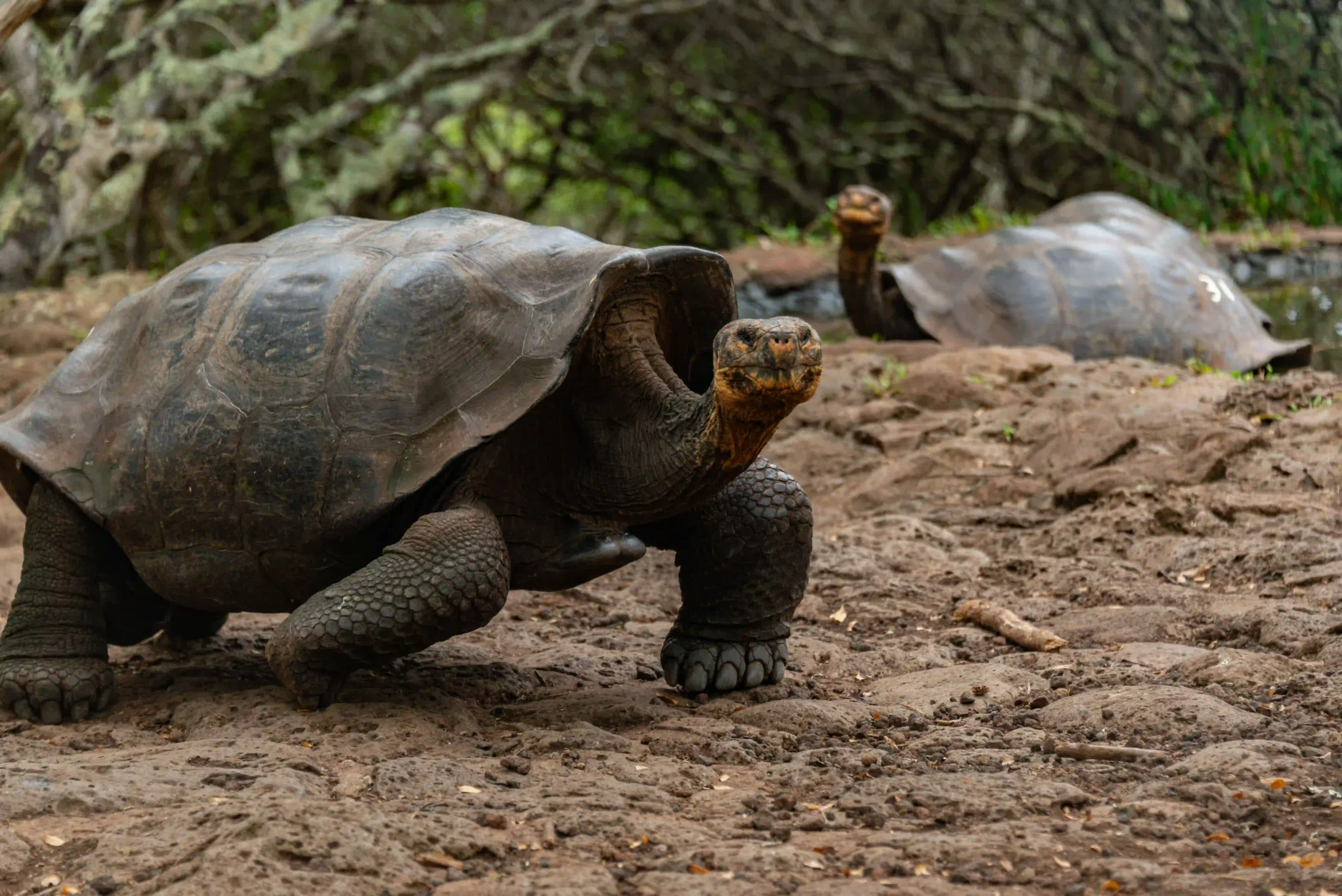 Galapagos Islands Ecuador giant tortoise